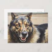 A domestic dog looks trustingly into the camera. ポストカード (正面/裏面)