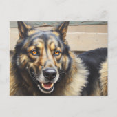 A domestic dog looks trustingly into the camera. ポストカード (正面)