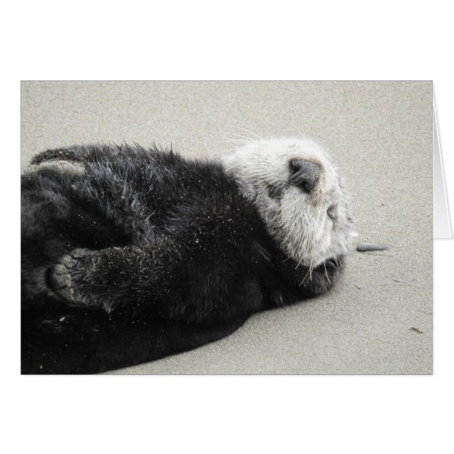 A dreaming sea otter (正面横)