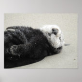 A dreaming sea otter ポスター (正面)