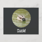 A Ducking Duck Postcard シーズンポストカード (正面)