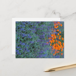 A flower garden of blue salvia and marigolds. ポストカード