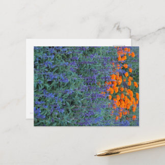 A flower garden of blue salvia and marigolds. ポストカード