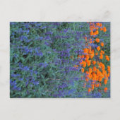 A flower garden of blue salvia and marigolds. ポストカード (正面)