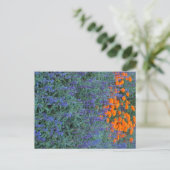A flower garden of blue salvia and marigolds. ポストカード (スタンド正面)