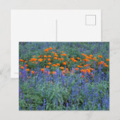 A flower garden of blue salvia and marigolds. ポストカード (正面/裏面)