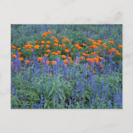 A flower garden of blue salvia and marigolds. ポストカード