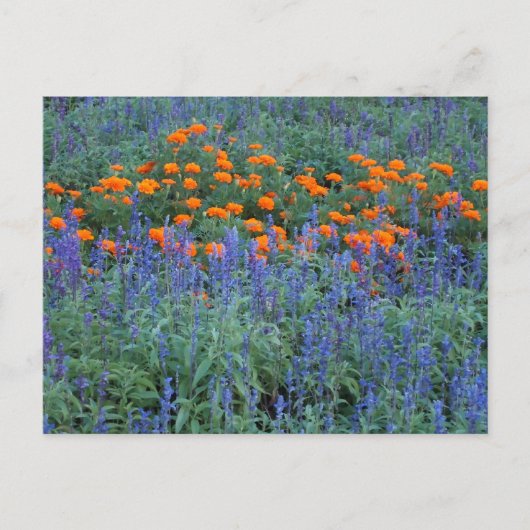 A flower garden of blue salvia and marigolds. ポストカード (正面)