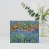 A flower garden of blue salvia and marigolds. ポストカード (スタンド正面)