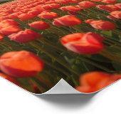 A girl in a tulip field ポスター (角)