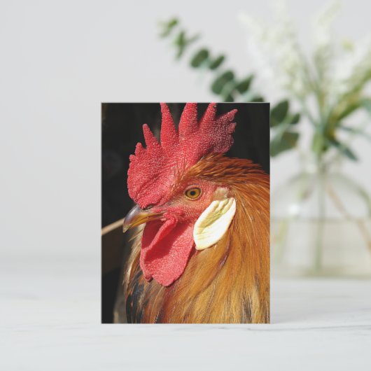 A Gorgeous Leghorn Rooster ポストカード (スタンド正面)