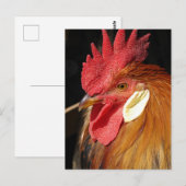 A Gorgeous Leghorn Rooster ポストカード (正面/裏面)