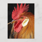 A Gorgeous Leghorn Rooster ポストカード (正面)