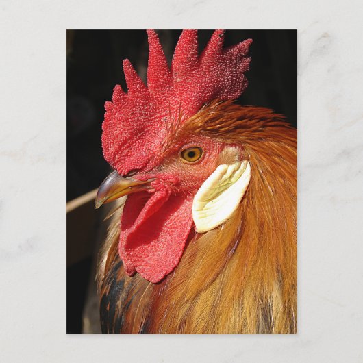 A Gorgeous Leghorn Rooster ポストカード (正面)