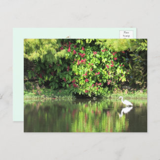 A Great Egret Fishing in the Swamp シーズンポストカード