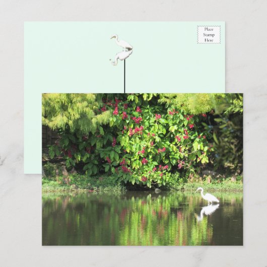 A Great Egret Fishing in the Swamp シーズンポストカード (正面/裏面)