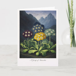 A Group of Auriculas — Modern Botanical Reinterpre カード
