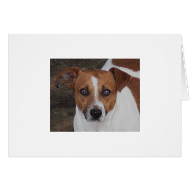 A.H. Airheart、ジャックラッセル、マウス及びラットのキラー (正面横)