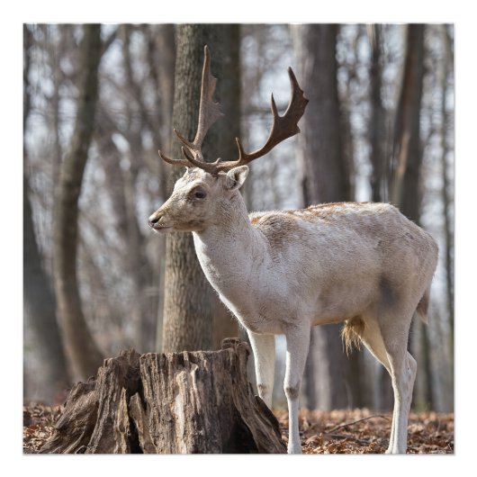 A Happy Little Fallow - Deer Photoプリント フォトプリント (正面)