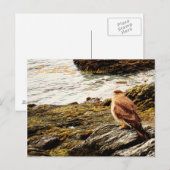 A hawk - Tierra del Fuego，アルゼンチン ポストカード (正面/裏面)