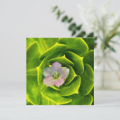 A Hellebore,  a Lenten Rose サンキューカード (スタンド正面)