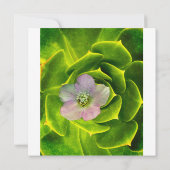 A Hellebore,  a Lenten Rose サンキューカード (裏面)