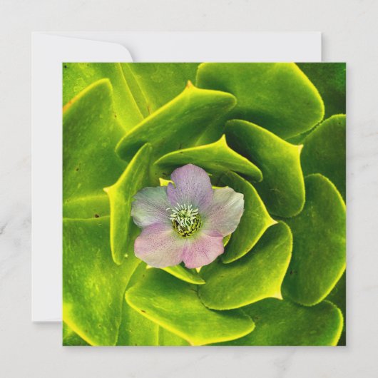 A Hellebore,  a Lenten Rose サンキューカード (正面)