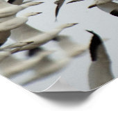 A HUGE DENSE FLOCK OF SNOW GEESE FLY TOGETHER IN T ポスター (角)