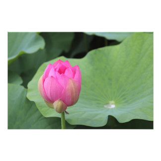 A Lotus Bud and the Morning Dew フォトプリント