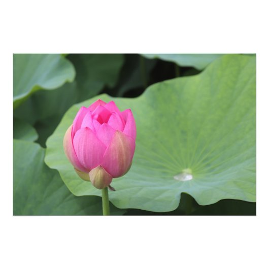 A Lotus Bud and the Morning Dew フォトプリント (正面)