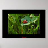 A Lucky St. Patricks Day ポスター (正面)