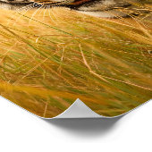 A Majestic Bengal Tiger ポスター (角)