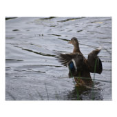 A Mallard duck flapping her wings. フォトプリント (正面)