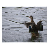 A Mallard duck flapping her wings フォトプリント (正面)
