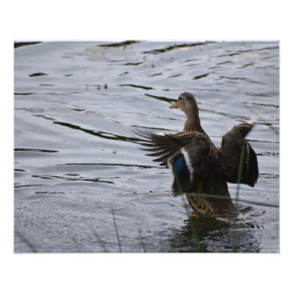 A Mallard duck flapping her wings フォトプリント