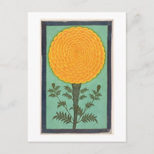 A Marigold, from the Small Clive Album (w/c on pap ポストカード (正面)