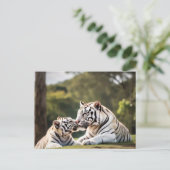 A Moment of Calm – White Tigers Postcard ポストカード (スタンド正面)