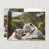 A Moment of Calm – White Tigers Postcard ポストカード (正面/裏面)