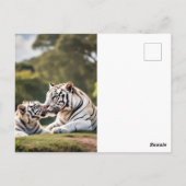 A Moment of Calm – White Tigers Postcard ポストカード (裏面)