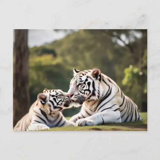 A Moment of Calm – White Tigers Postcard ポストカード (正面)
