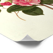 『A Monograph on the Genus』の椿 ポスター (角)