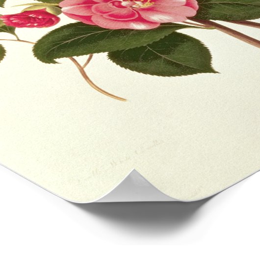 『A Monograph on the Genus』の椿 ポスター (角)