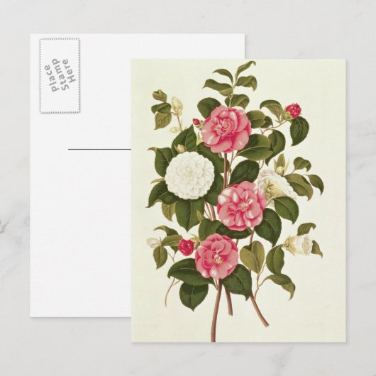 『A Monograph on the Genus』の椿 ポストカード (正面/裏面)