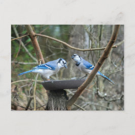 A Pair of Blue Jays食べ物を与え at the 聞 station ポストカード