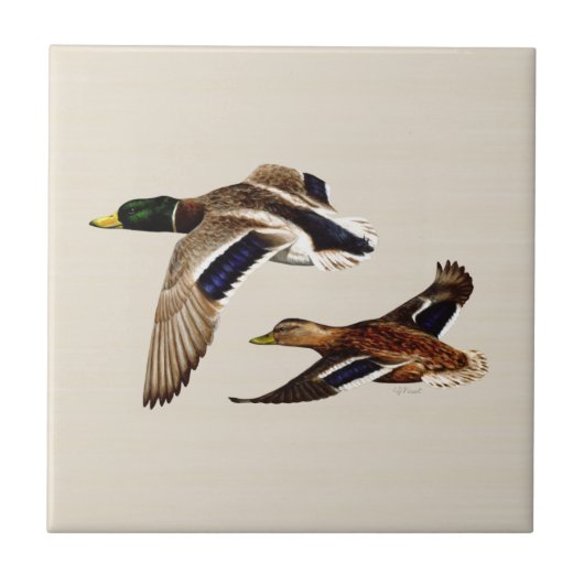 A Pair of Mallard Ducks タイル (正面)