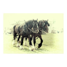 A PAIR OF SHIRES POSTER