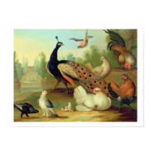 A Peacock, Doves, Chickens and a Jay in a Park