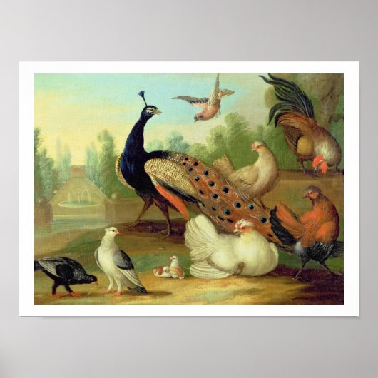 A Peacock, Doves, Chickens and a Jay in a Park ポスター (正面)