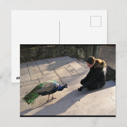 A Peacock's Trust ポストカード (正面/裏面)