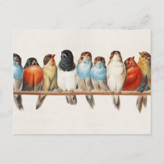 A Perch of Birdsヴィンテージフィンチイラストレーション, 1880 ポストカード (正面)